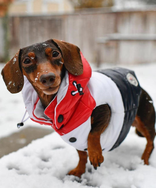 Chaleco Acolchado de Plumas para Mascotas - Otoño e Invierno