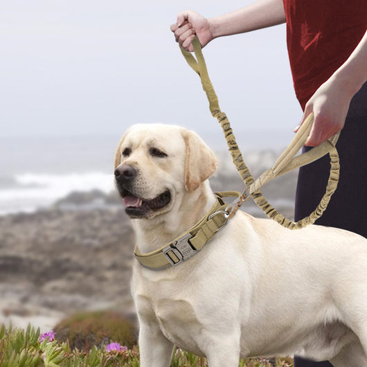 Collares de Nylon para Perros Medianos y Grandes - Image 9