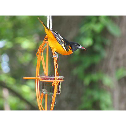 Comedero para Pájaros Oriole con Dispensador de Jalea y Frutas - Colgante Metálico para Jardín - Image 4