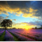 Kit Pintura por Números Amanecer Cercano