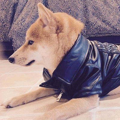 Abrigo de Cuero Estilo Francés para Shiba Inu y Mascotas Pequeñas - Image 9