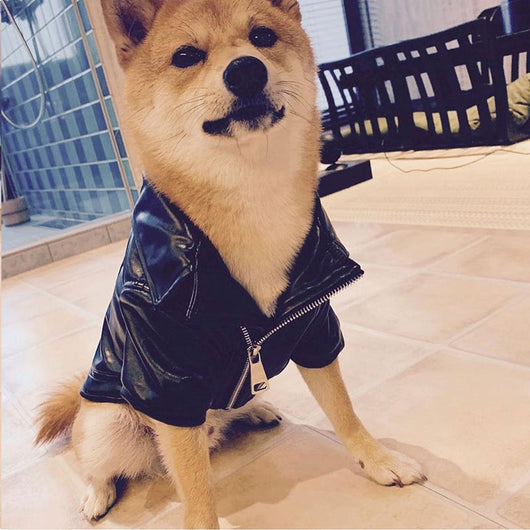 Abrigo de Cuero Estilo Francés para Shiba Inu y Mascotas Pequeñas