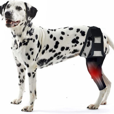Golden retriever dog wearing a black neoprene rehabilitation training belt on its hind leg for tear protection. - Image 13