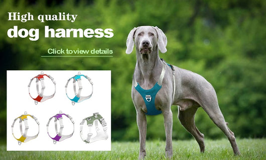 Juguete Masticable Resistente para Perros Grandes - Limpiador de Dientes con Sonido - Image 18