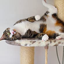 Gray tabby cat playing with a teal windmill cat toy featuring a suction cup base, textured ball, and colorful spinning paddles. - Image 12