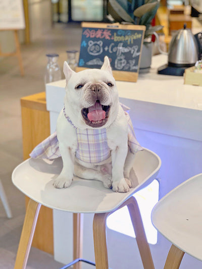 Falda Arnés para Perros JK Transpirable - Ropa Cómoda y Elegante - Image 30