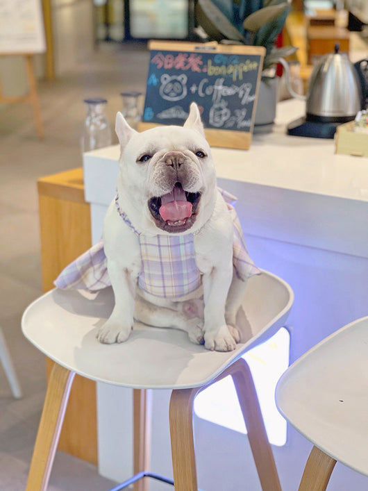 Falda Arnés para Perros JK Transpirable - Ropa Cómoda y Elegante - Image 30