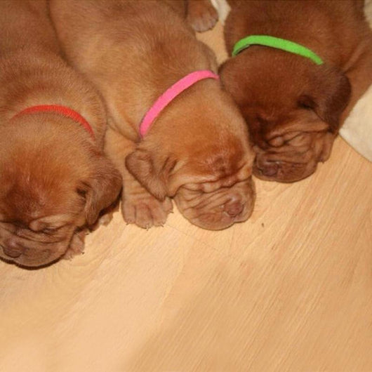 Collar de Identificación con Velcro para Gatitos y Cachorros - Image 8