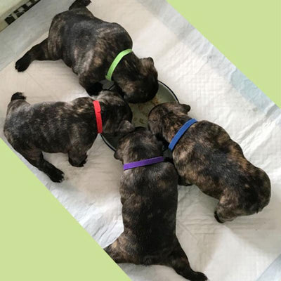 Collar de Identificación con Velcro para Gatitos y Cachorros - Image 9