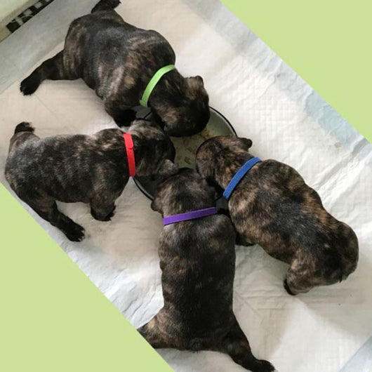 Collar de Identificación con Velcro para Gatitos y Cachorros - Image 9