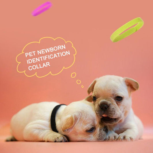 Collar de Identificación con Velcro para Gatitos y Cachorros - Image 11