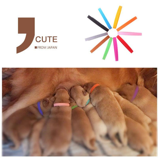 Collar de Identificación con Velcro para Gatitos y Cachorros - Image 12