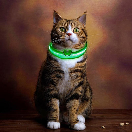 Collar de Identificación con Velcro para Gatitos y Cachorros - Image 17