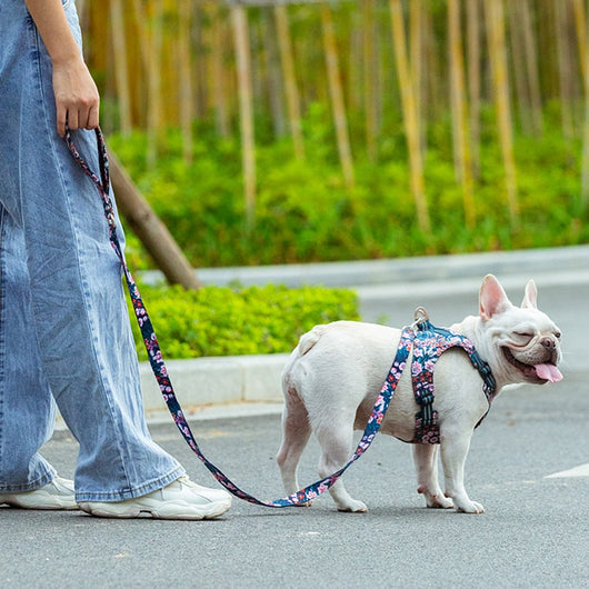 Juguete de Cuerda y Cadena para Perros - Tracción y Diversión - Image 20