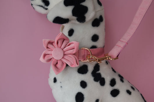 Collar para Perro de Plumón de Ganso con Hebilla Oro Rosa - Image 17