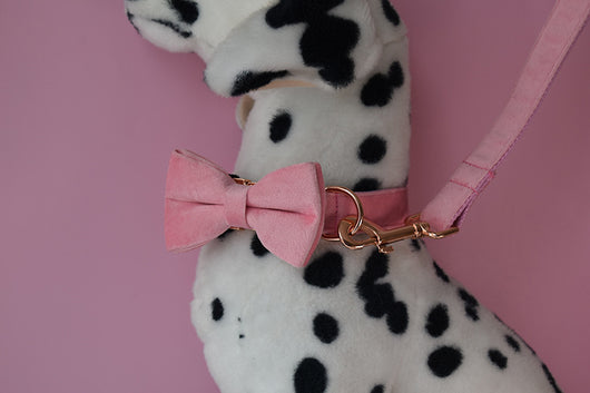 Collar para Perro de Plumón de Ganso con Hebilla Oro Rosa - Image 18