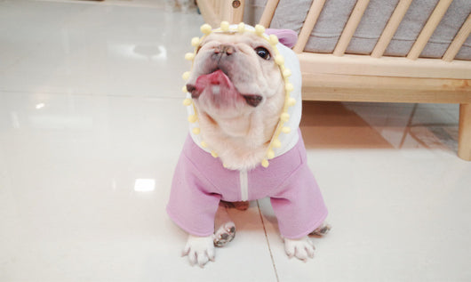 Suéter Polar Morado con Lazo para Perros Gorditos - Otoño e Invierno - Image 9