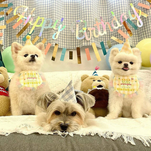 Babero Fiesta Cumpleaños para Perros - Toalla Absorbente Saliva - Image 7