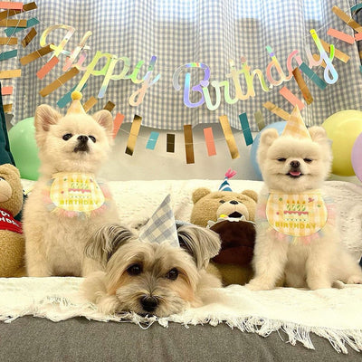 Babero Fiesta Cumpleaños para Perros - Toalla Absorbente Saliva - Image 8