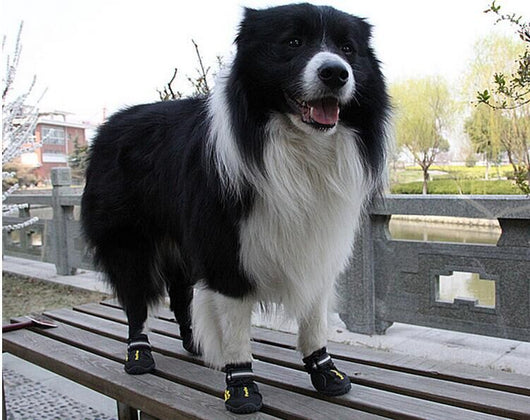 Zapatos Antideslizantes para Perros Grandes - Protección y Comodidad - Image 9
