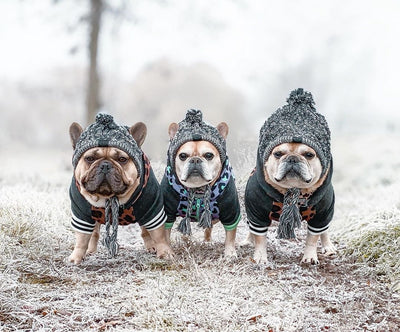 Gorro Tejido Polar para Perros con Pompón - Protección Térmica Resistente al Viento - Image 14