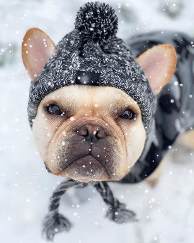 Gorro Tejido Polar para Perros con Pompón - Protección Térmica Resistente al Viento - Image 15