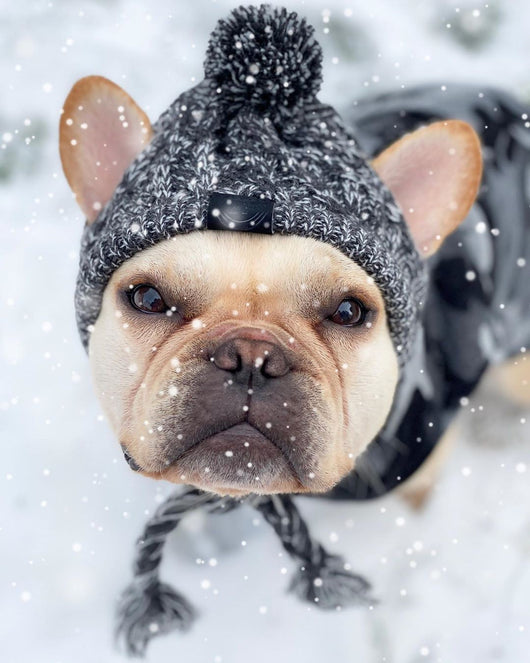 Gorro Tejido Polar para Perros con Pompón - Protección Térmica Resistente al Viento - Image 15