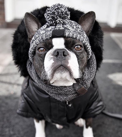 Gorro Tejido Polar para Perros con Pompón - Protección Térmica Resistente al Viento - Image 16