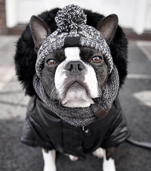 Gorro Tejido Polar para Perros con Pompón - Protección Térmica Resistente al Viento - Image 16