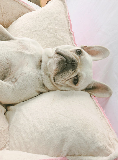 Cama Cálida para Mascotas con Forro Removible y Lavable - Image 13