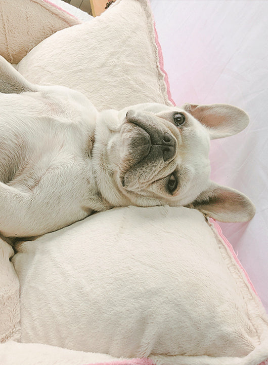 Cama Cálida para Mascotas con Forro Removible y Lavable - Image 13