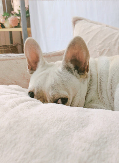 Cama Cálida para Mascotas con Forro Removible y Lavable - Image 17