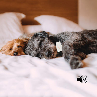 Repelente Ultrasónico de Insectos para Perros - Image 12