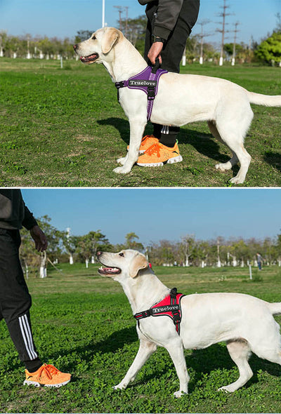 Arnés Reflectante para Perros con Correa - Seguridad Nocturna - Image 3
