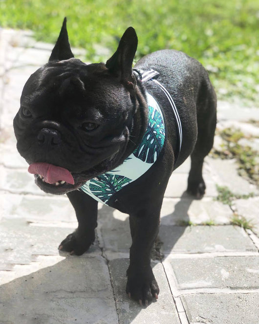 Arnés de Seguridad para Perros Pequeños - Image 10