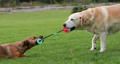 Teal and red pet pull rope toy with a textured molar stick and a spiky ball for training and chewing. - Image 6