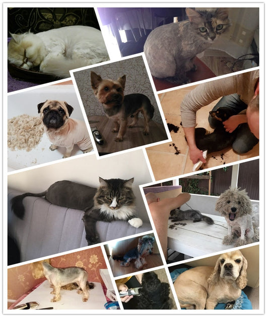 Cortadora de Pelaje para Mascotas - Image 25