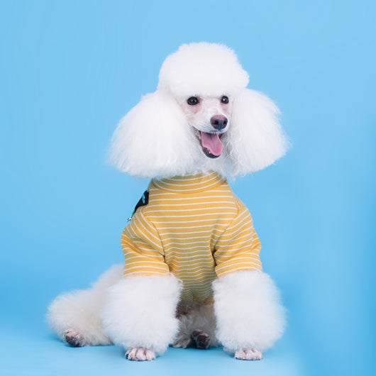 Disfraz de Perrito Teddy a Rayas para Mascotas - Image 11