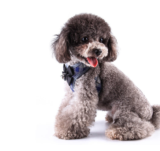 Arnés de pecho para perros pequeños - Image 7