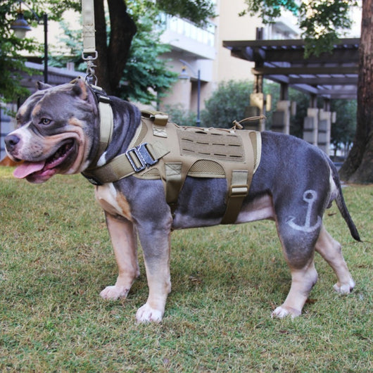 Ropa Táctica para Perros Grandes - Protección y Estilo - Image 6