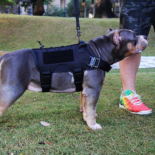 Ropa Táctica para Perros Grandes - Protección y Estilo - Image 7