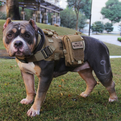 Ropa Táctica para Perros Grandes - Protección y Estilo - Image 9