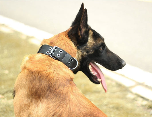 Collar para Perros Medianos y Grandes - Image 9