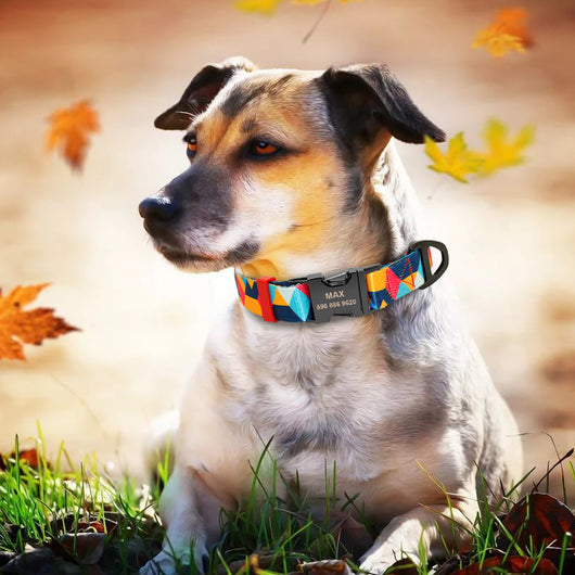 Collar para perro con letras personalizadas - Image 9