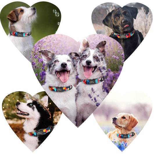 Collar para perro con letras personalizadas - Image 15