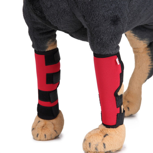 Soporte Ortopédico para Pata de Perro - Image 13