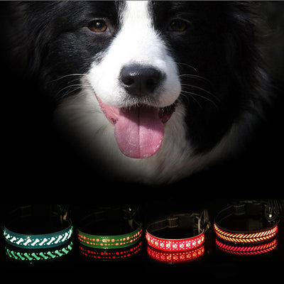 Collar LED Luminoso para Mascotas - Image 10