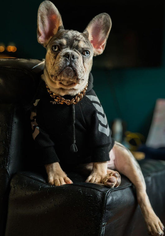 Abrigo de invierno para perros con capucha - Image 13