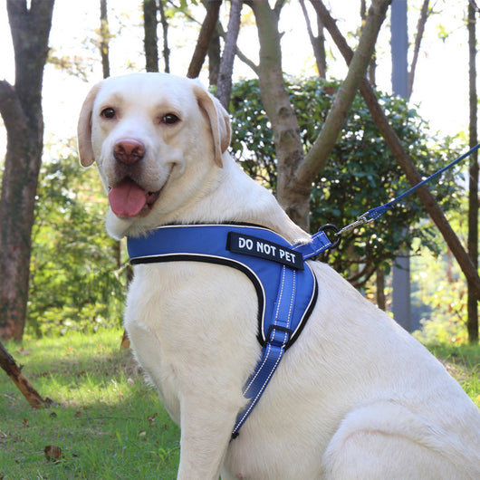 Arnés Transpirable para Perro con Tira Reflectante y Hebilla de Metal - Image 18