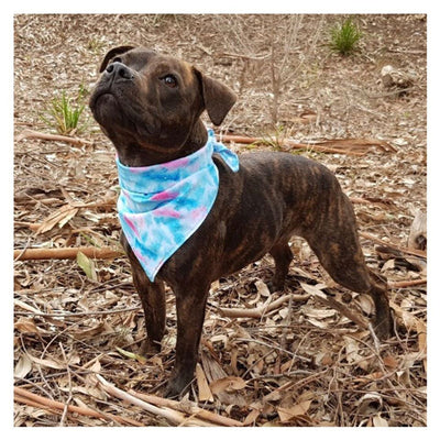 Pañuelo Doble Estampado para Mascotas - Image 8